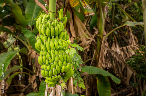 Bananas growing on a palm tree. Tropical fruits, vitamins, vegetarian food.