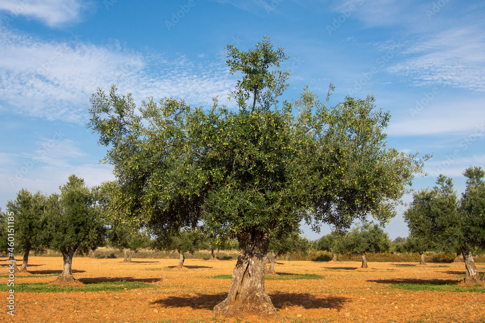 Olivo cargado de aceitunas verdes madurando en olivar mediterraneo