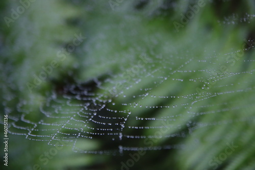 Water drops on spider web. Blurry green background. Early autumn morning. 