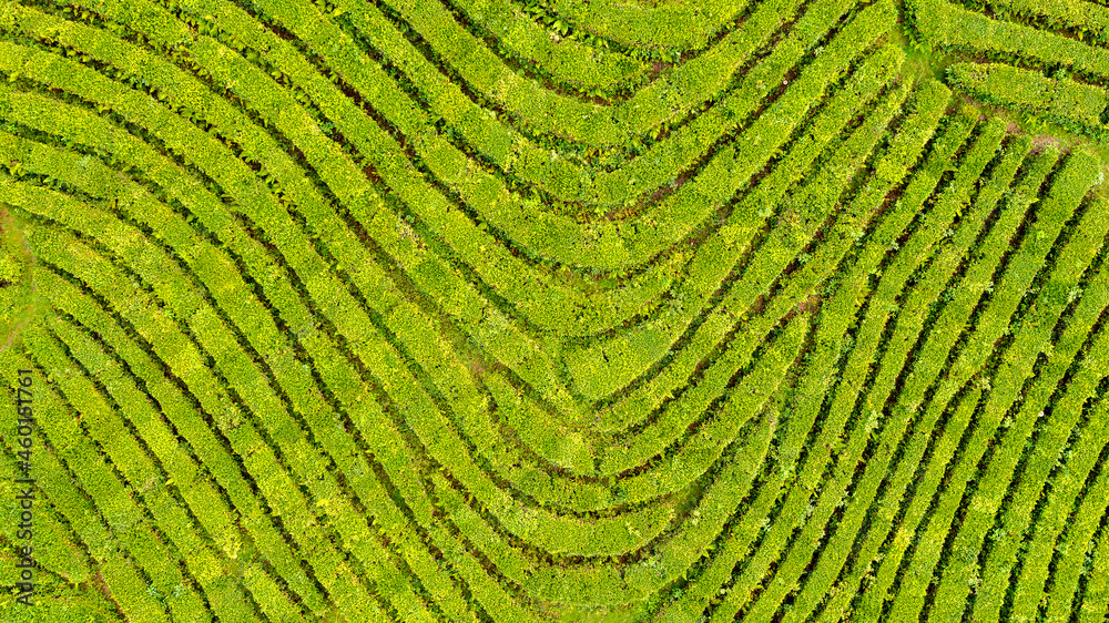 Fototapeta premium Aerial view shot from drone of green tea plantation, Top view aerial photo from flying drone of a tea plantation
