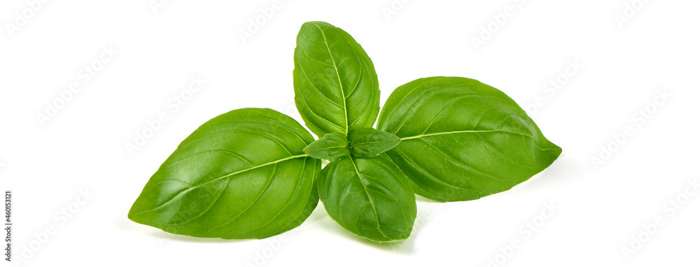 Organic basil leaf, isolated on white background. Organic basil leaf, isolated on white background.