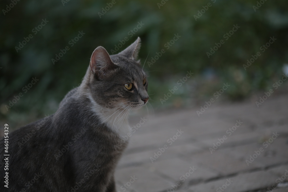 a street cat