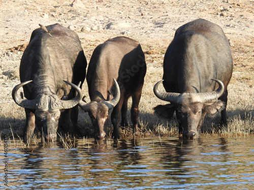 Vertical shot of three buffalos drinking water from the stream photo