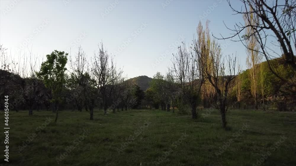 travel among fruit trees in sunset cordoba argentina candonga travel among fruit trees in sunset cordoba argentina candonga