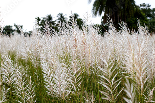 Beautiful white kash or kans grass flower with cloudy blue sky photo