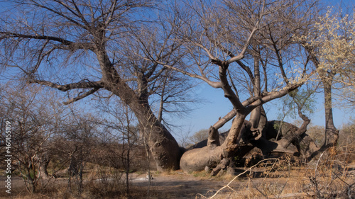Dorsland trekkers baobab situated in Northern Namibia. At around 2100 years old, this is estimated to be the oldest tree in Namibia