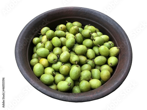 Ceylon Olive in clay pot isolated in white background.