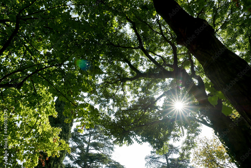 Fototapeta premium Raggio di sole tra gli alberi