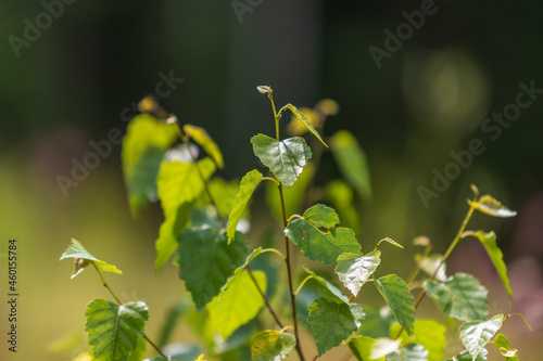 Green small leaves of a birch tree.