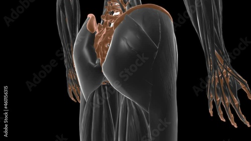 Transversus thoracis Muscle Anatomy For Medical Concept 3D photo