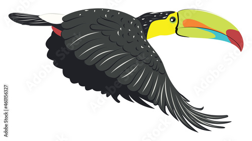 Keel billed toucan
