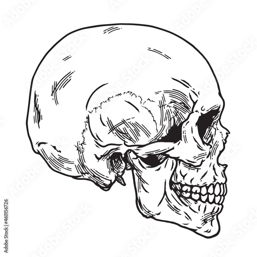 Human Skull, Side View,  Skeleton Head, Hand Drawn, Clipart, Vector Illustration