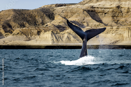 Southern right whale slams its tail against the water in Valdez Peninsula, Argentina