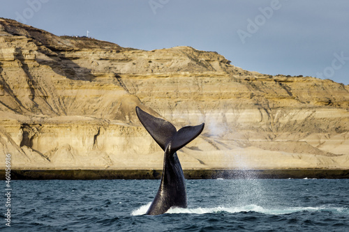 Southern right whale slams its tail against the water in Valdez Peninsula, Argentina