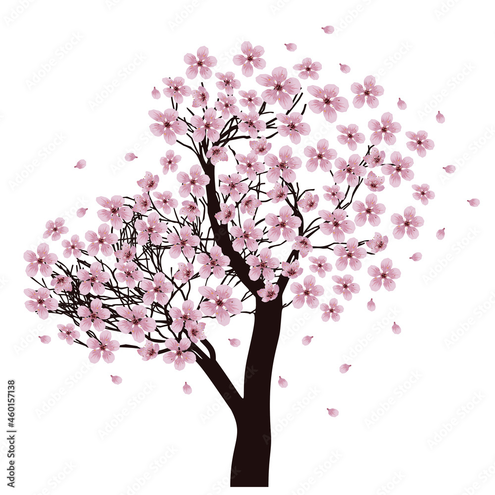Sakura tree in bloom Sakura tree in bloom