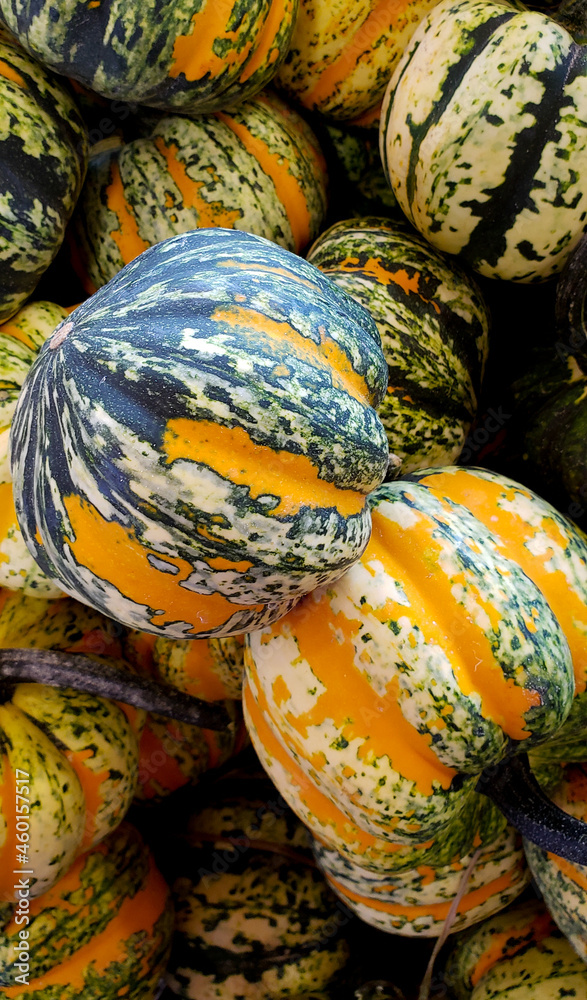 Pumpkins and Gourds at the Fall Farmers Market