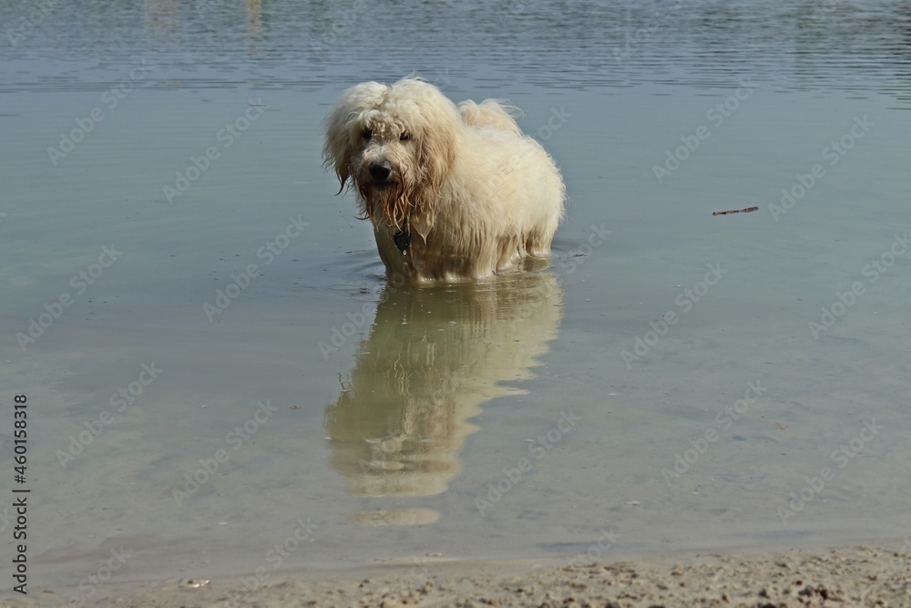 Goldendoodle badet am Hundestrand Goldendoodle badet am Hundestrand