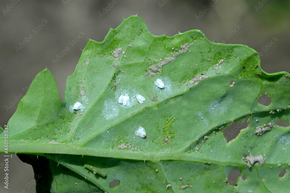 Thrips nad whitefly on the underside of the leaves of young winter oilseed rape plants Thrips nad whitefly on the underside of the leaves of young winter oilseed rape plants