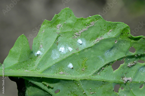 Thrips nad whitefly on the underside of the leaves of young winter oilseed rape plants  photo