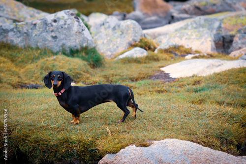 Dachshund in the Pyrenees mountains