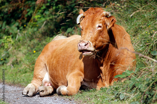 Une vache assise qui rumine photo