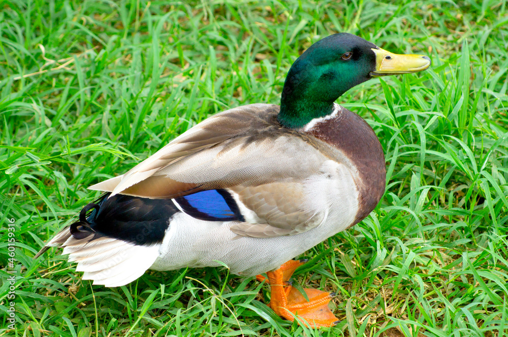 Male green head mallard duck Male green head mallard duck