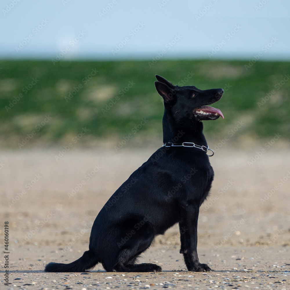 black dog (Belgian Shepherd - mechelaar) running on the beach and playing on a sunny day - playtime on the beach black dog (Belgian Shepherd - mechelaar) running on the beach and playing on a sunny day - playtime on the beach