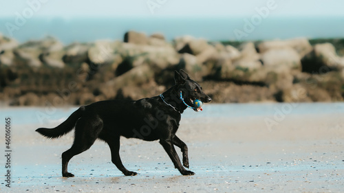 black dog (Belgian Shepherd - mechelaar) running on the beach and playing on a sunny day - playtime on the beach
