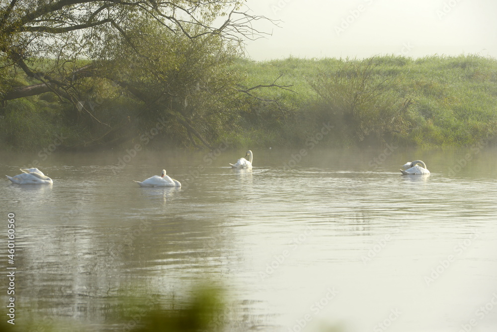 Fototapeta premium 4 Schwäne im Morgennebel im Fluß