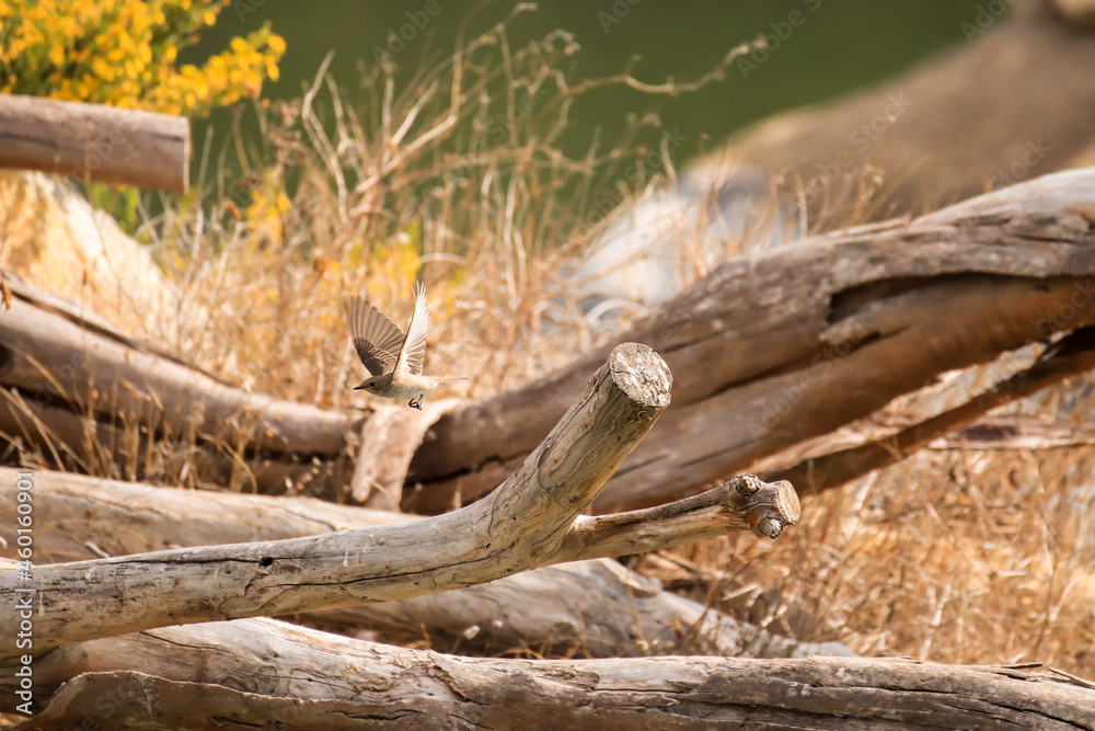 Spotted flycatcher taking off from a branch. Bird flying.
Spotted flycatcher taking off from a branch. Bird flying.