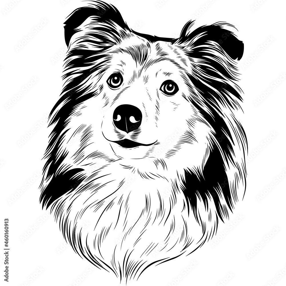 Fototapeta premium Shetland Sheepdog Dog