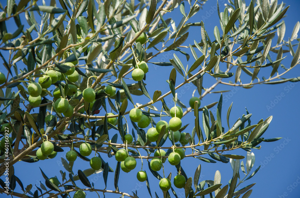 Fototapeta premium Olivenzweig
