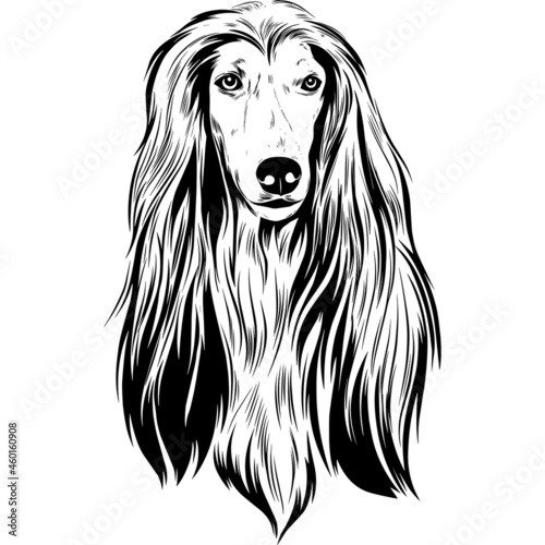 Afghan Hound