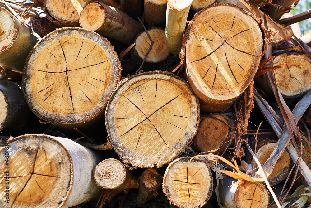 Texture of Stacked Logs Cut in the Forest. Deforestation concept. Background. Texture of Stacked Logs Cut in the Forest. Deforestation concept. Background.