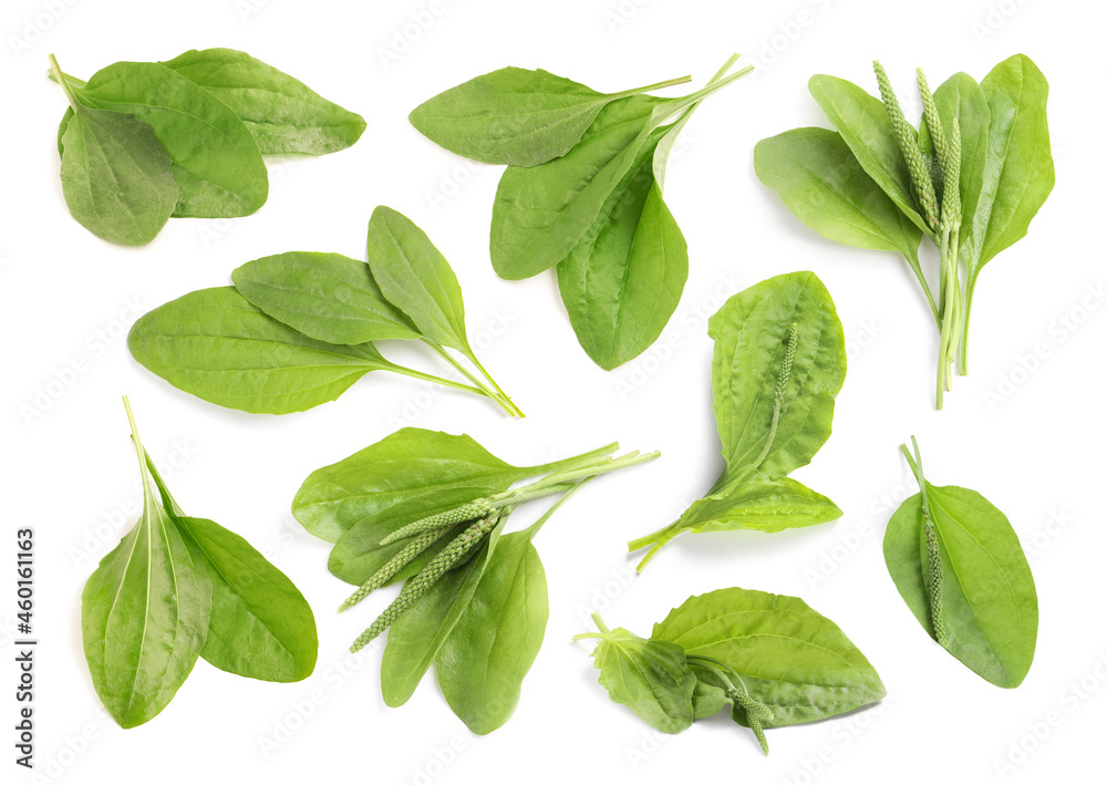 Set with fresh broadleaf plantain plants on white background Set with fresh broadleaf plantain plants on white background