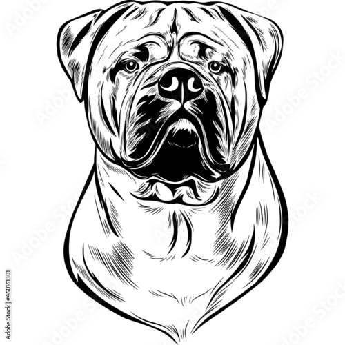 Bullmastiff