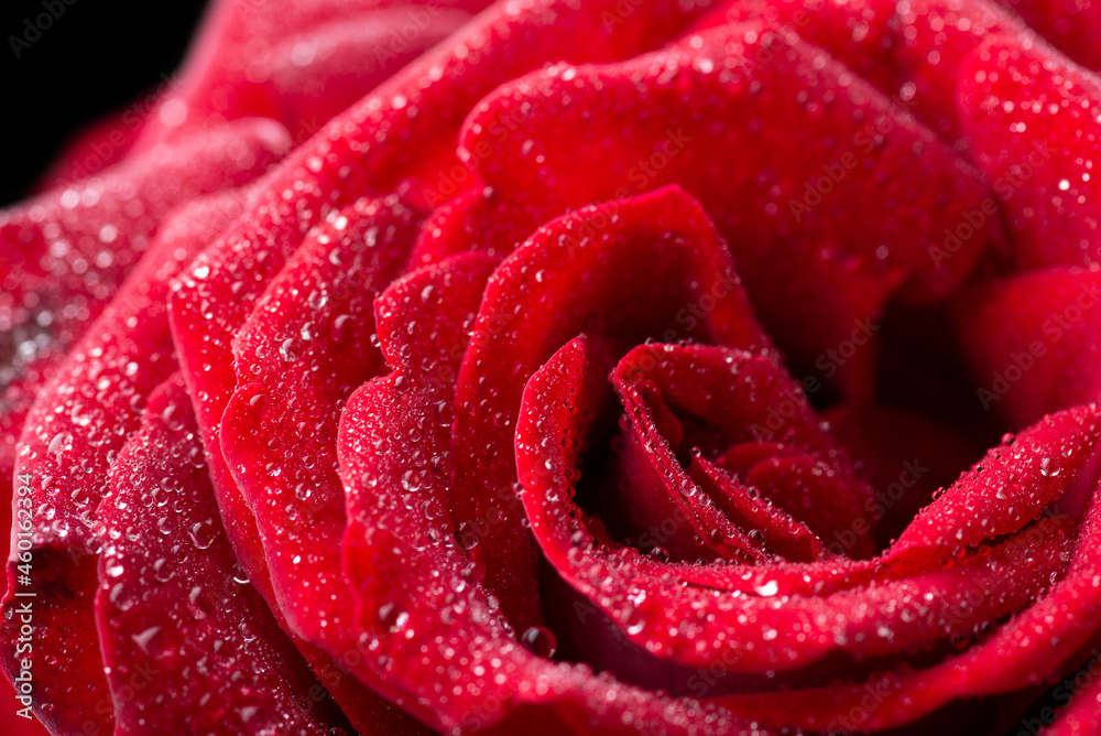 Macro shot of blooming red rose in drops of water