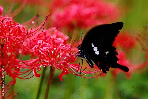 red flower and black butterfly 