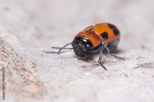 Coptocephala sp. beetle walking on a rock on a sunny day. High quality photo