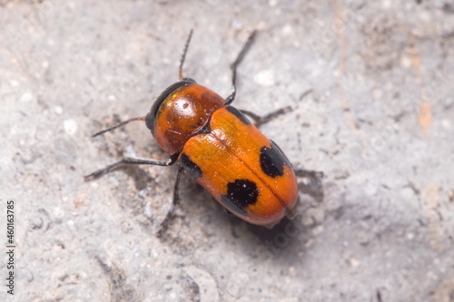Coptocephala sp. beetle walking on a rock on a sunny day. High quality photo © Jorge