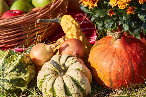 Still-life. Autumn fruits in the basket. Pumpkins, zucchini, apples, pears, onions. Orange chrysanthemums. Close-up.