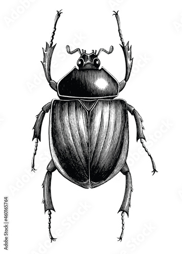 Scarab Beetle hand draw vintage engraving style black and white clipart isolated on white background