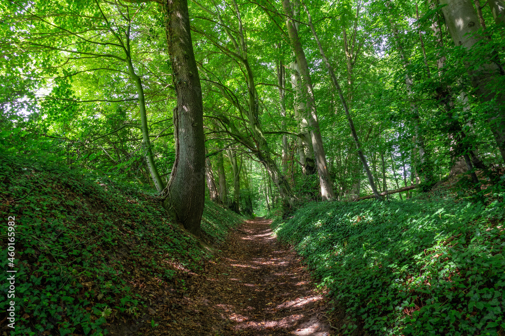 Fototapeta premium path in the green fresh forest