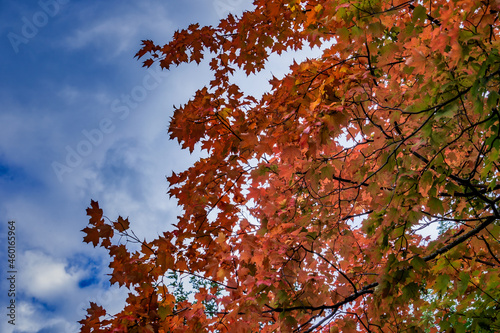 Maple tree turns from green through orange to red against a blue sky with wispy cluds photo