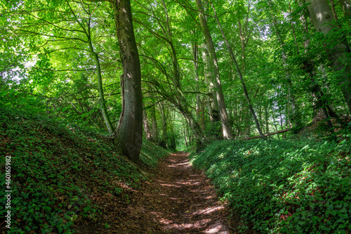 path in the green fresh forest