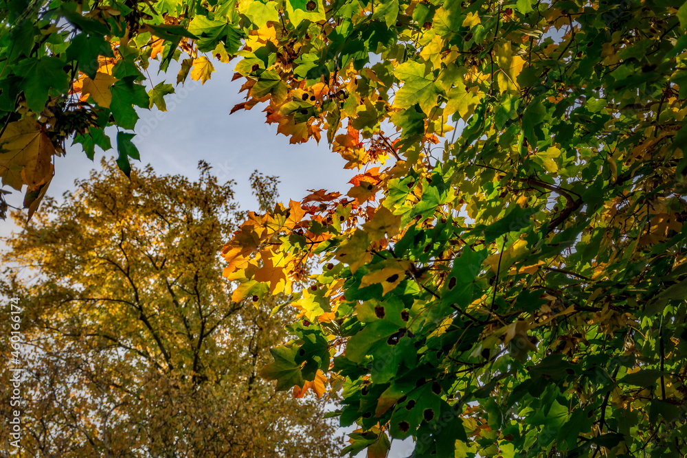 Maple tree branch with the leaves changing are illuminated by afternoon sunlight framing a birch tree in the distance Maple tree branch with the leaves changing are illuminated by afternoon sunlight framing a birch tree in the distance
