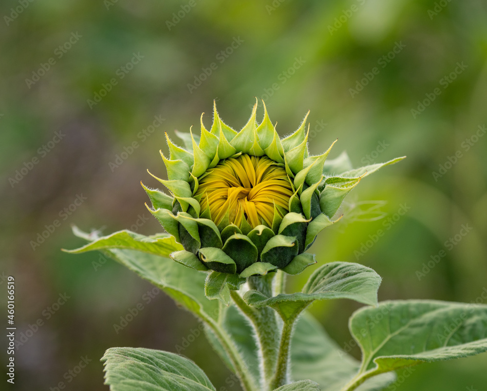 sunflowers on the field in sunshine sunflowers on the field in sunshine