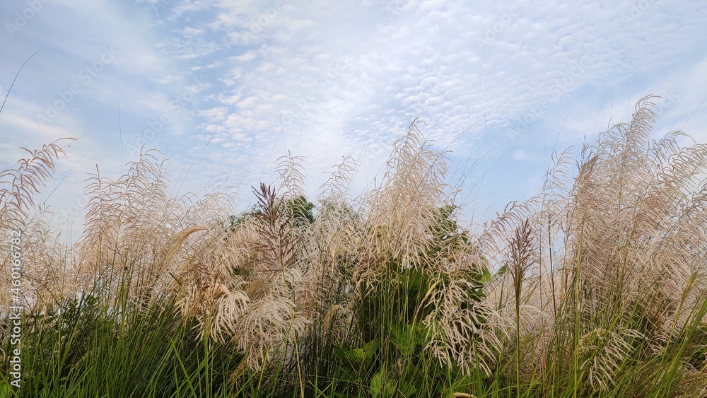 Fototapeta premium grass and sky