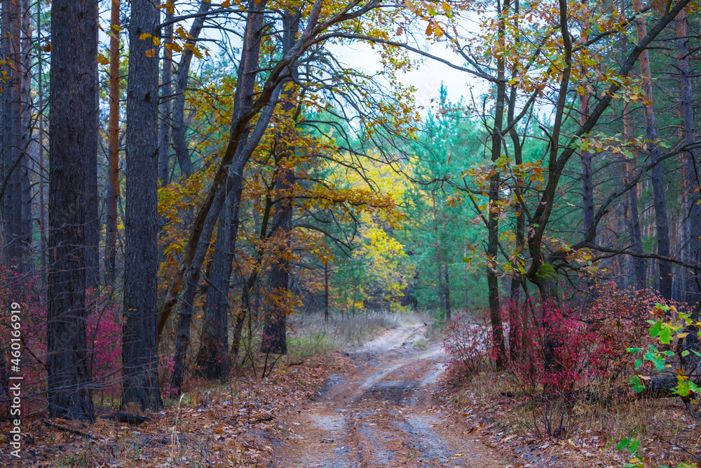 Fototapeta premium ground road in red dry forest, quiet autumn forest