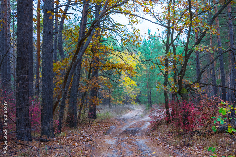 ground road in red dry forest, quiet autumn forest